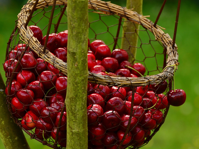 cerezas