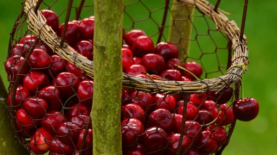 cerezas