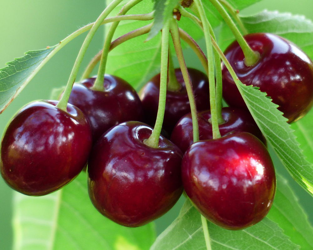 cereza