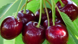 cereza