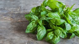 Albahaca