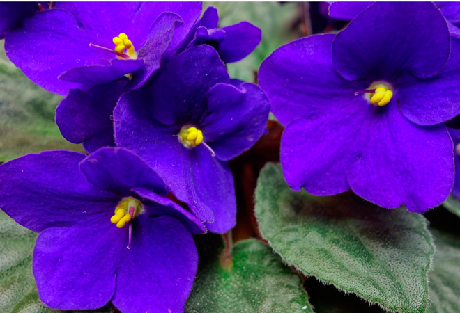 Cómo cuidar la violeta africana para que florezca siempre
