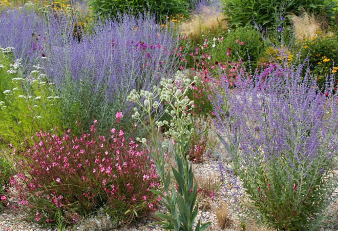 4 plantas de exterior resistentes para el jardín