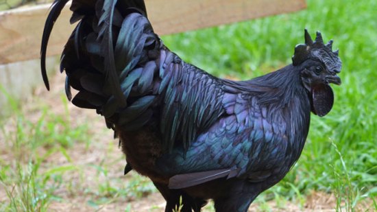 El pollo negro, el pollo más caro del mundo