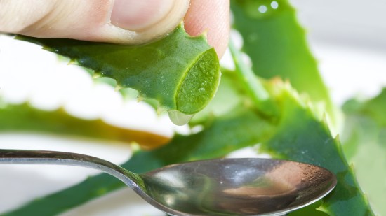 Planta de aloe vera