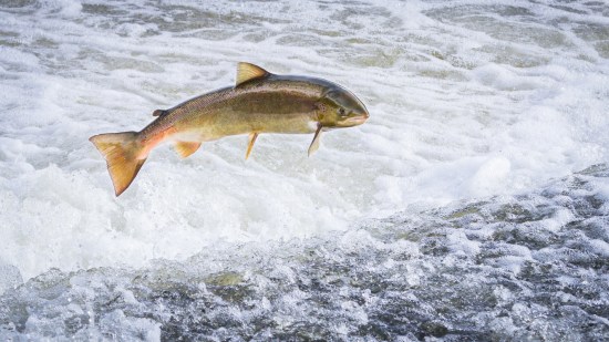 salmon