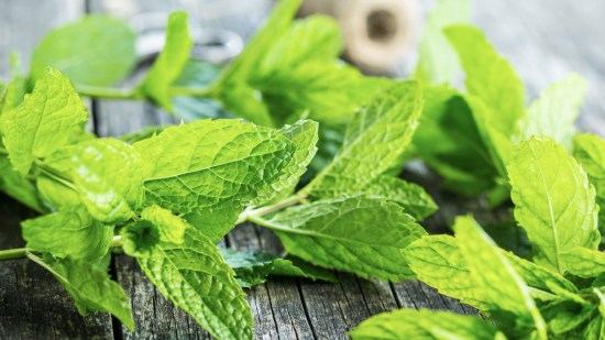 menta