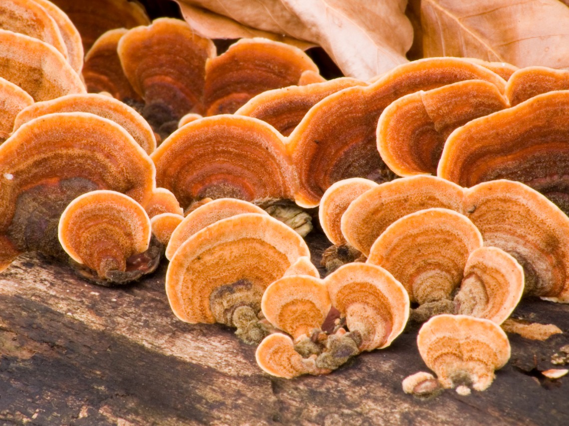 Hongo reishi