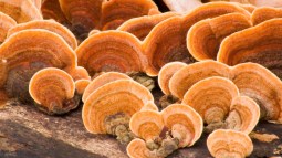 Hongo reishi