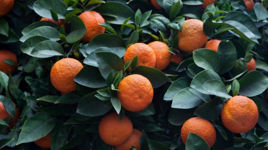 Naranja amarga