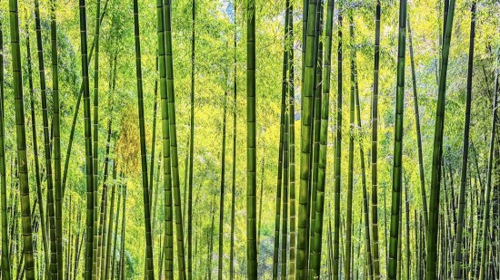 Las propiedades y beneficios increíbles que no conocías del bambú
