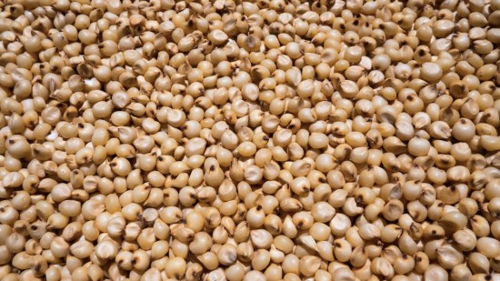 sorgo