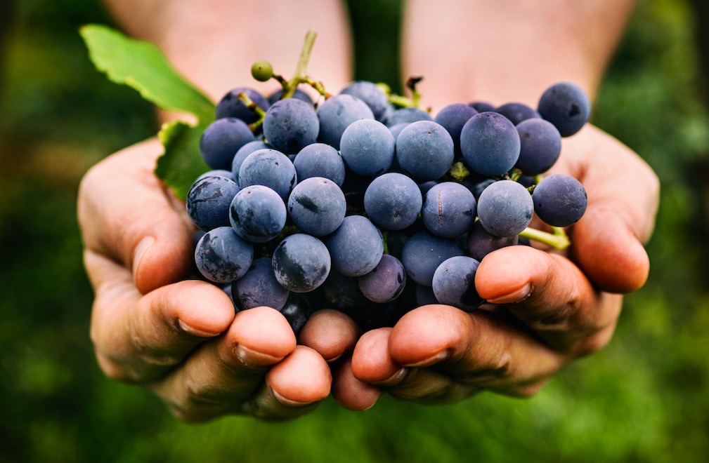 Siete propiedades increíbles que no sabías de las uvas moradas