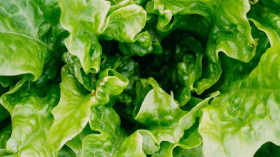 El sencillo truco para que la lechuga te dure fresca un mes