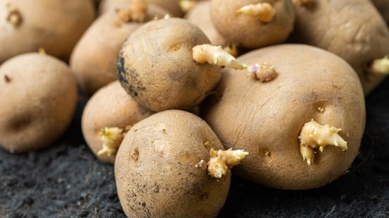 Patatas con brotes: ¿las podemos comer?