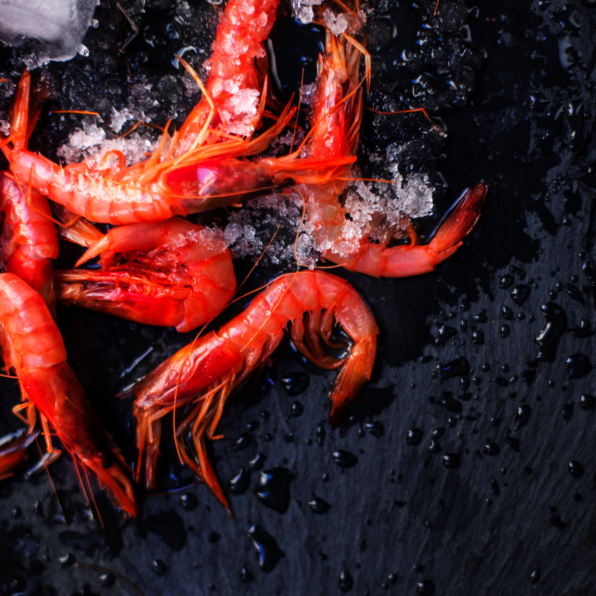 gamba roja