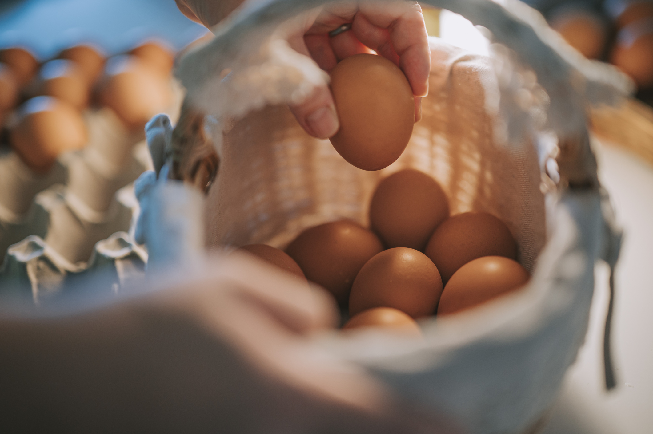 ¿Son mejores los huevos de gallinas caseras que los comerciales?