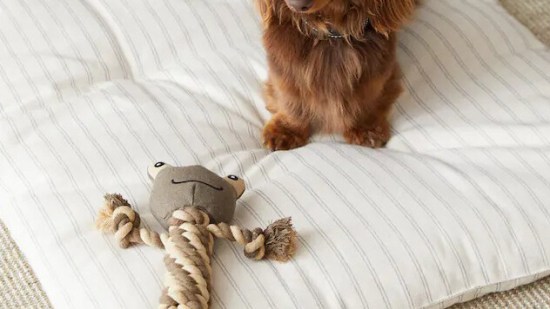 Zara Home mascotas