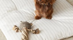 Zara Home mascotas