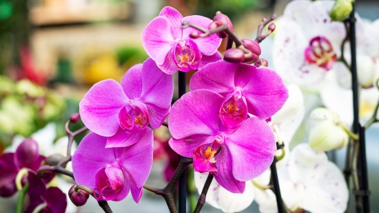 Orquídea