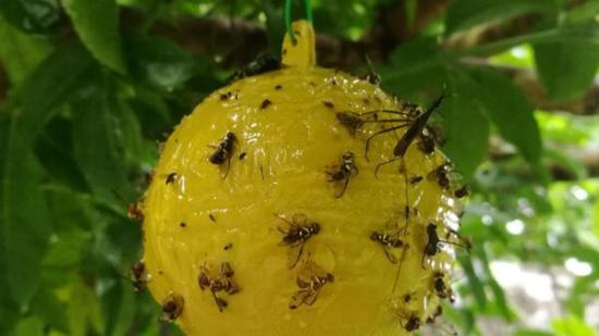 Trampa para insectos de Shein