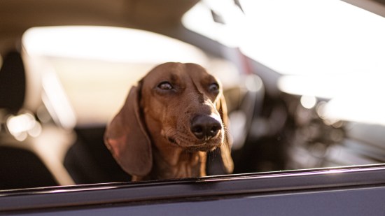 Viajar con un perro