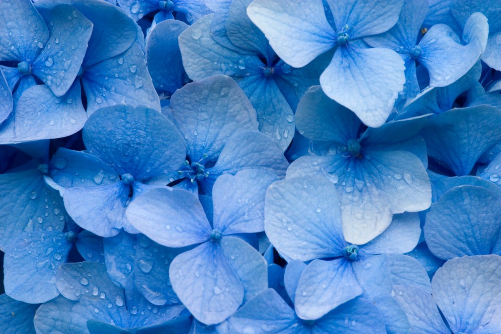 Cuidado de hortensias: errores comunes y cómo evitarlos