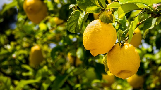 Limonero