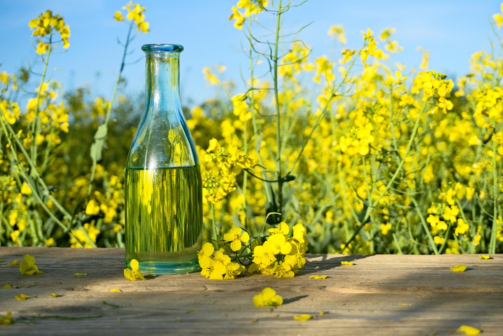 Aceite de nabina: qué es, dónde se encuentra y cuáles son sus beneficios para la salud