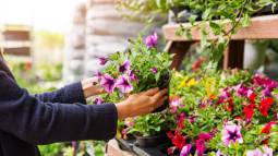 Las seis plantas ideales para la primera vez porque son (casi) imposibles de matar