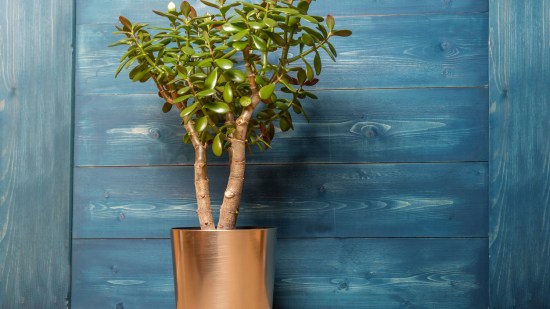 Árbol de Jade