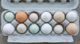 Huevos