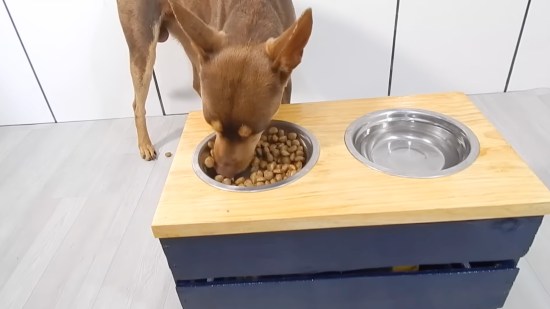 perro