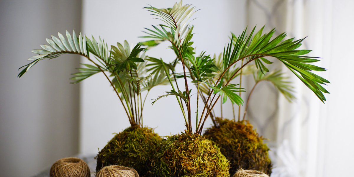 Tres Omotesandō Plants kokedamas