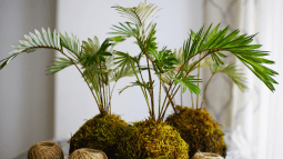 Tres Omotesandō Plants kokedamas