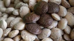 semilla