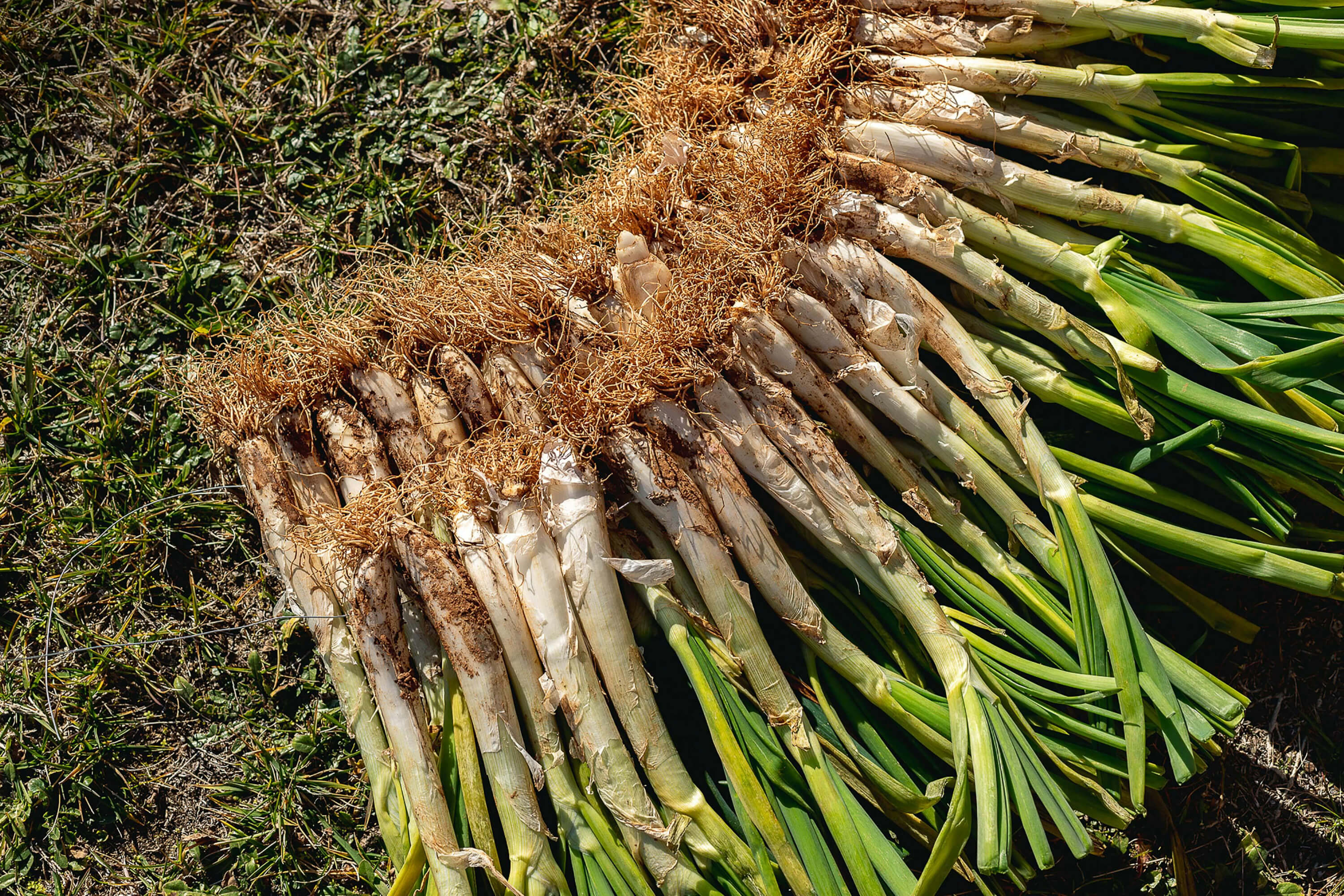Seis recetas con calçots originales, sencillas y ricas para comer esta hortaliza más allá de la salsa de romesco