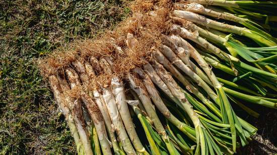 Seis recetas con calçots originales, sencillas y ricas para comer esta hortaliza más allá de la salsa de romesco