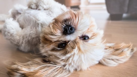 dog-2785077_1280