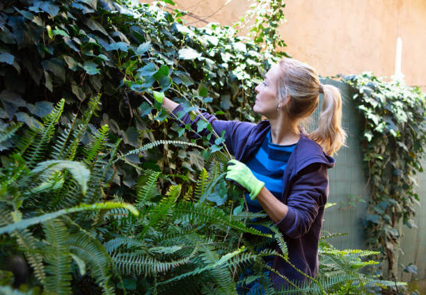 plantas trepadoras