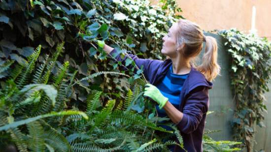 plantas trepadoras