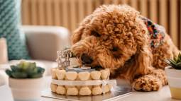 iStock-1327518639