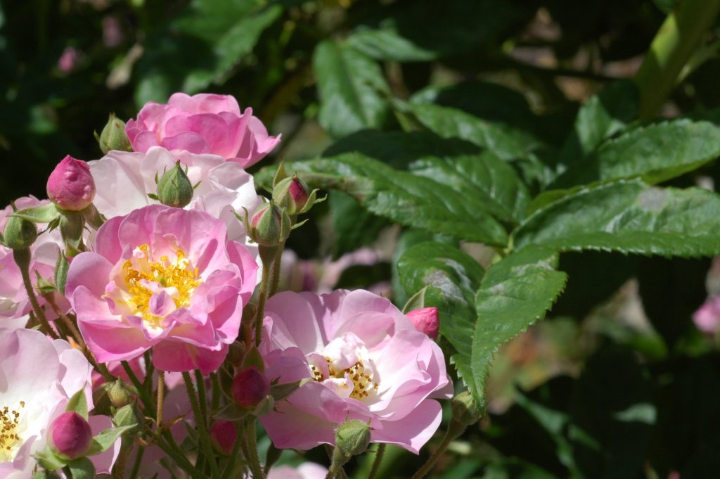 Té de rosa mosqueta: estos son todos sus beneficios