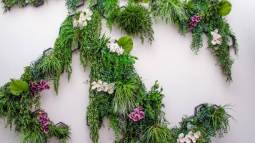 plantas trepadoras