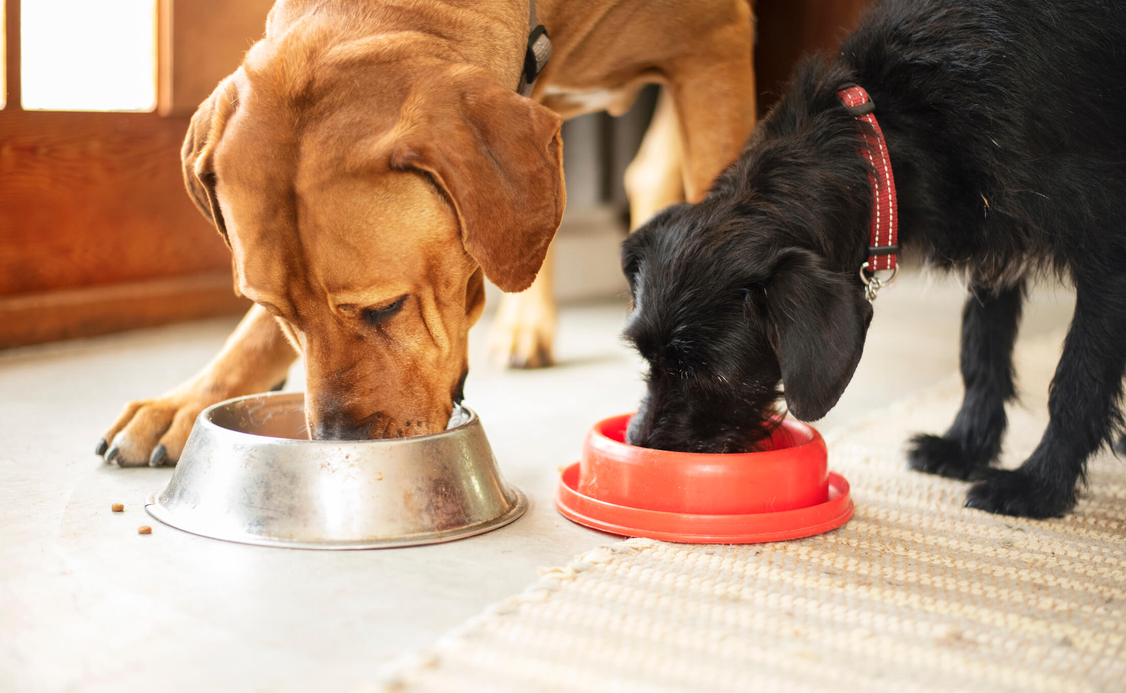 Perros comiendo pienso