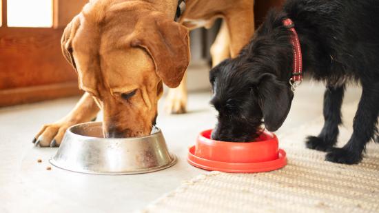 Perros comiendo pienso
