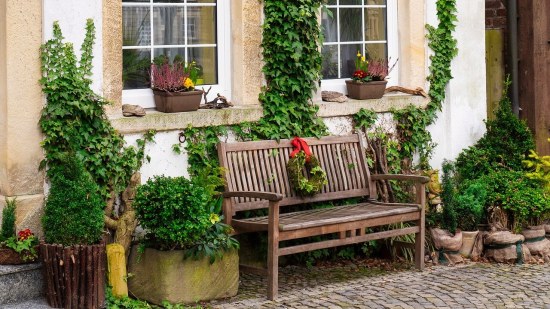 Plantas resistentes al sol