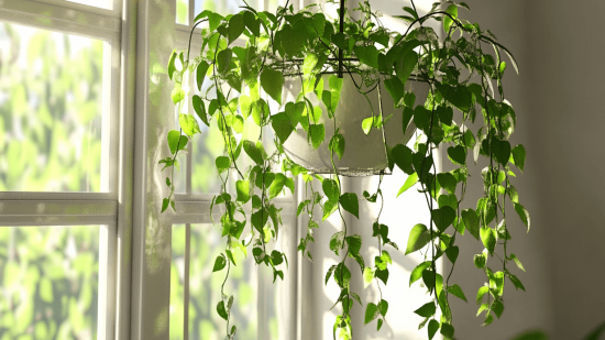 Una planta colgante