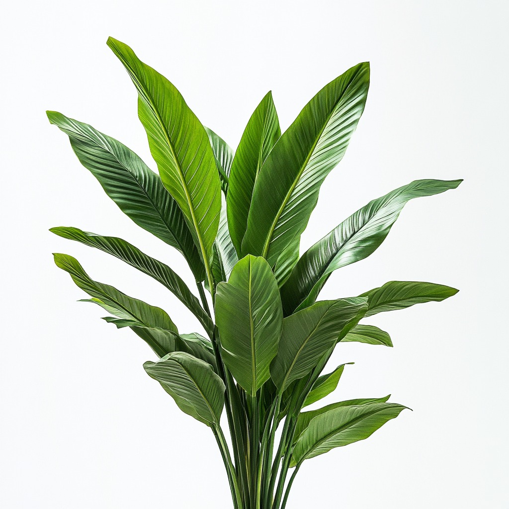 Aspidistra - Blanca Campos
