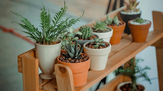 Cinco plantas perennes y fáciles de cuidar con las que dar vida al jardín durante los meses de otoño